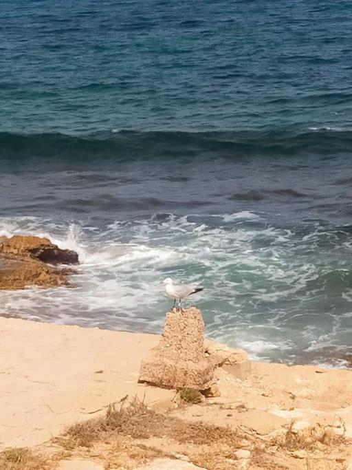 Mar Azul Adosado, Patio Y Solarium Διαμέρισμα Τορεβιέχα Εξωτερικό φωτογραφία